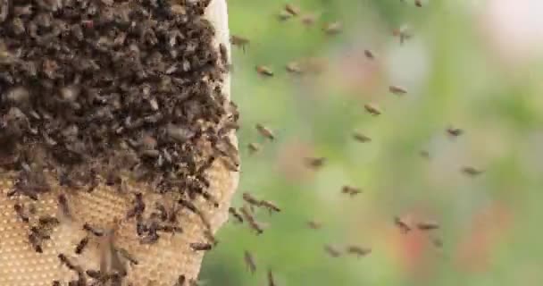 Előnyök Learatása Méhek Összegyűjtik Mézet Újrahasznosított Viaszfésűkből Méhészetre — Stock videók