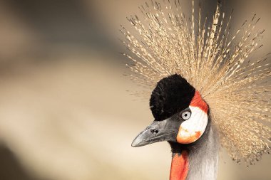 Otlaklarda Dans Eden Büyüleyici Gri Taç Giyen Turna