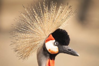 Asalet Diyarı 'nda Gri Taç Giyen Turna' nın Parlak Varlığı