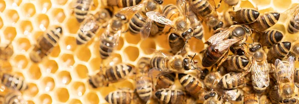 Сердце Колонии История Пчелиной Матери — стоковое фото