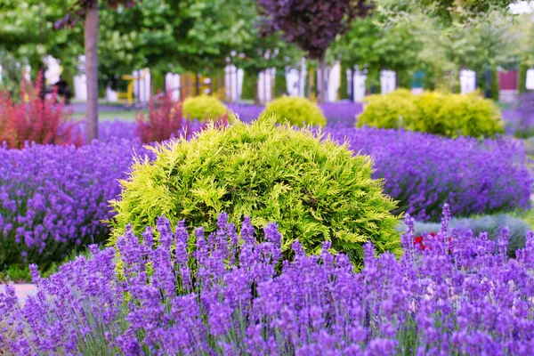 Elegance Nature Showcasing Lavender Majesty Backyard Design —  Fotos de Stock