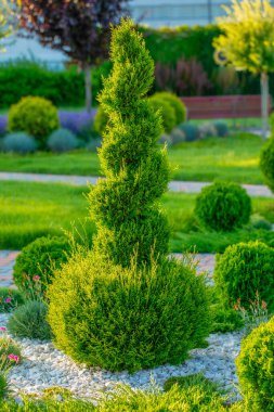 Doğa Küreleri: Thuja 'nın Büyüsünü Balo Biçiminde Kutlamak