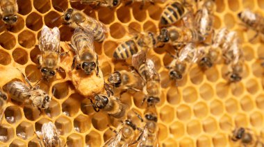 The Essence of Beekeeping: Queen Bees Gracing Honeycomb Cells clipart