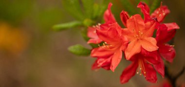 Bahçe Mücevheri: Çiçek açan Kırmızı Azalea Çiçeği Arka Bahçeyi Büyülüyor