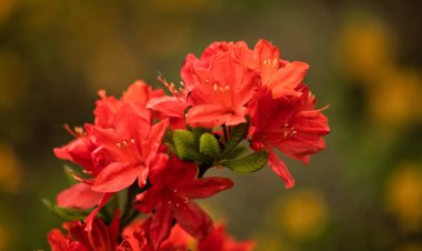 Arka Bahçe Keyfi: Kırmızı Azalea Çiçeği Tamamen Açtı