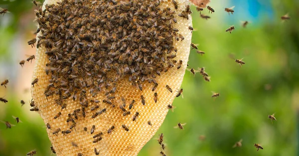 Unveiling the Wonders of the Natural World: Beehives and Bees in their Untouched Habitat