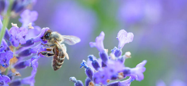 Pollinator's Haven: Capturing the Bee on a Lavender Flower