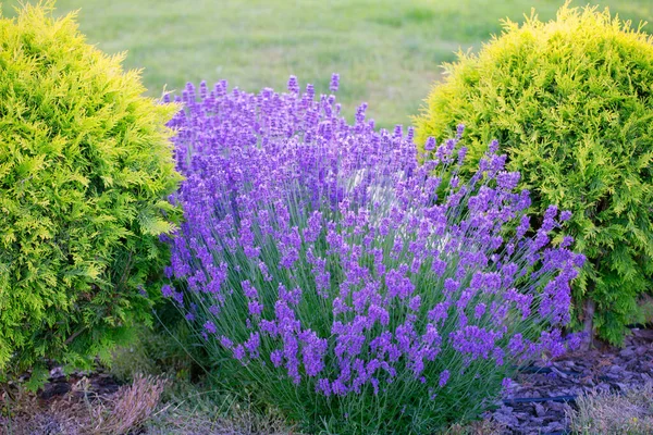 Nature Canvas Magnificent Lavender Bushes Adorn Backyard — Stock Photo, Image