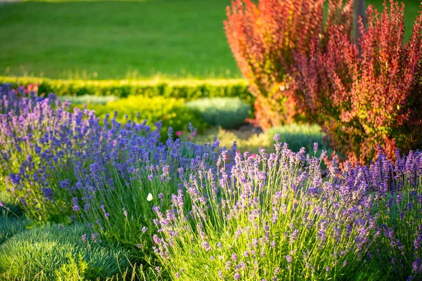 Elegance Nature Showcasing Lavender Majesty Backyard Design —  Fotos de Stock