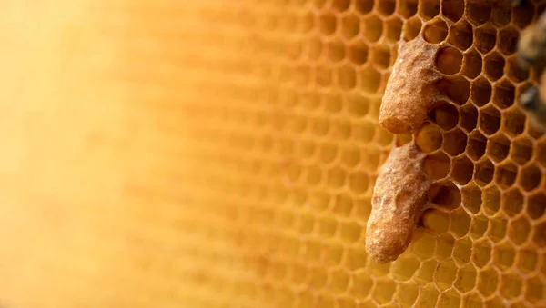 Захват Величества Пчеловод Показывает Королеве Пчелы Сотах — стоковое фото