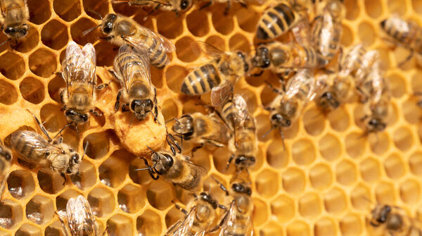 Суть пчеловодства: Королева пчел грацирует сотовые клетки
