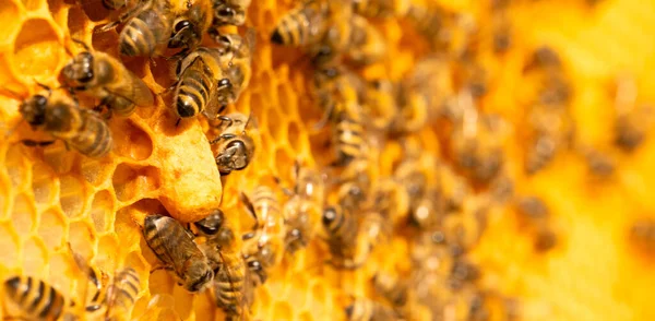 Στην Καρδιά Της Κυψέλης Φωτογραφία Της Βασίλισσας Μέλισσας Αναπαραγωγής Στο — Φωτογραφία Αρχείου