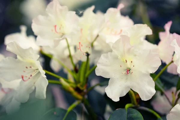 Ethereal Elegance Backyard Delight White Azalea Bloom — Stock Photo, Image