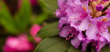 Lezzetli Cennet: Arka bahçe Pembe Azalea Çiçekleri ile yeşeriyor