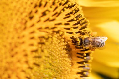 Bee 's Nature Serenade: Medoza Bee Ayçiçeğinin Tatlı Nektarının Tadını Çıkarıyor
