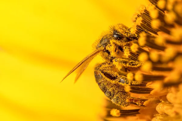 Arı Senfonisi Medoza Bee Ayçiçeğinin Uyumlu Nektar Dansı — Stok fotoğraf