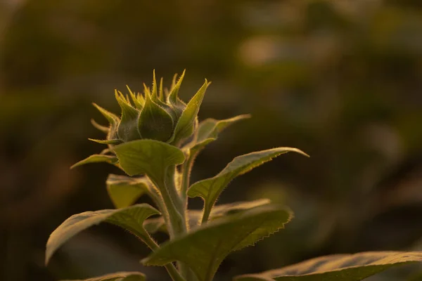 Sunflower Symphony Danza Armoniosa Naturaleza Brillo Del Crepúsculo — Foto de Stock