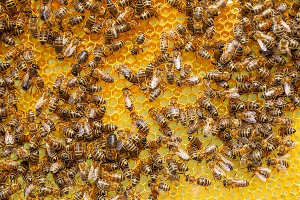 Bees at Work: Busy Workers on Honeycomb Frames