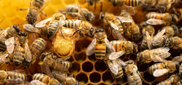 In the Heart of the Hive: Bee Breeder's Photo of Queen Bees on Comb