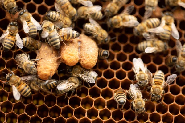 In the Heart of the Hive: Bee Breeder\'s Photo of Queen Bees on Comb
