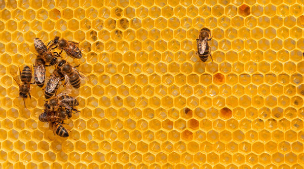 Сбор меда: пчелы жужжат на медовухинских рамах