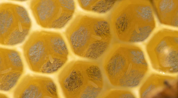 Пчелиный Микс Жизни Выборочное Фокусирование Внимания Пчелиных Ягодах Медовой Композиции — стоковое фото