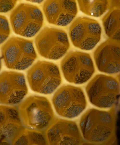 Maličké Divy Včely Dělnice Včelí Vejce Plástíčku Selektivní Zaměření Makro — Stock fotografie