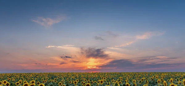 Sunflower Symphony: A Magnificent Field Painted by the Setting Sun