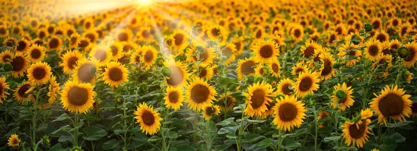Sonnenblumen Symphonie Eine Malerische Wiese Gemalt Von Der Untergehenden Sonne — Stockfoto