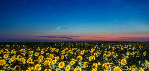 Sunflower Tapestry: Painting the Landscape with the Colors of Twilight