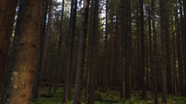 Orman Gündoğumu: Dağ Ormanı İçinden Büyülü Bakış