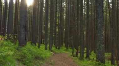 Orman Aura: Dağ Ormanında Sabah Macerası