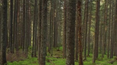 Yukarıdaki Orman: Dağ Ormanının Sabah Perspektifi İçeriden