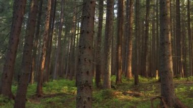 Orman Şafağı: Dağ Ormanının İçinden Büyülü Bakış