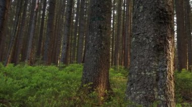 Orman Aura: Dağ Ormanında Sabah Macerası