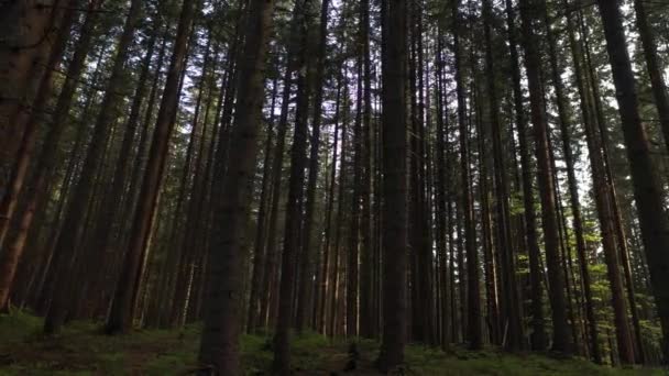 Лес Вверху Утренний Взгляд Горных Лесов Изнутри — стоковое видео
