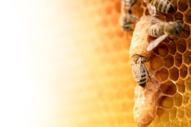 Ruling Royalty: Bee Breeder's Snapshot of Queen Bees on Honeycomb clipart