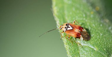 Böcek Uyumu: Sarı Böcek Ayçiçeğinin Yeşil Yaprağı 'na tünedi
