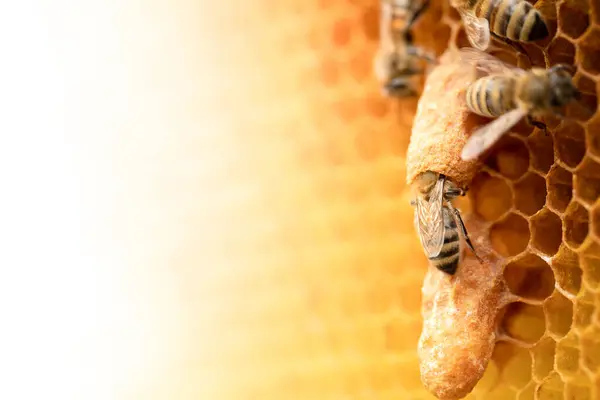 Правящая Королевская Семья Снимок Пчеловода Королевы Пчел Медовом Комбайне Стоковое Фото