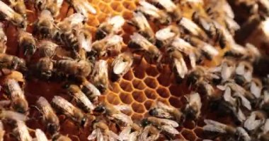 Kovan Yönetimi: Arıcı Gereksiz Kraliçe Hücrelerini Kaldırıyor