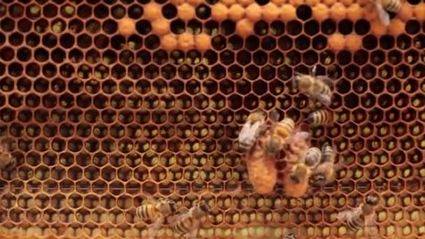 養蜂の本質 ハニカム細胞を採取するクイーンビーズ — ストック動画