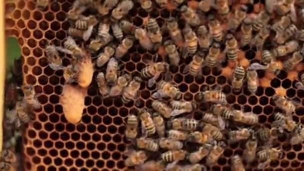 Правляча Роялті Бджолярі Знімають Зображення Королеви Бджіл Медоносних — стокове відео