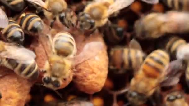 Regal Elegance Hodowcy Pszczół Showcasing Queen Bees Comb Cells — Wideo stockowe