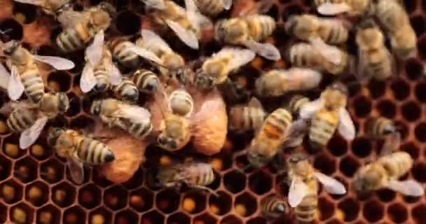 Hodowcy Pszczół Wspaniały Wyświetlacz Queen Bees Zdobią Komórki Plastra Miodu — Wideo stockowe