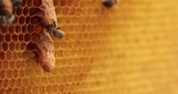 Esencja Pszczelarstwa Queen Bees Gracing Honeycomb Cells — Wideo stockowe