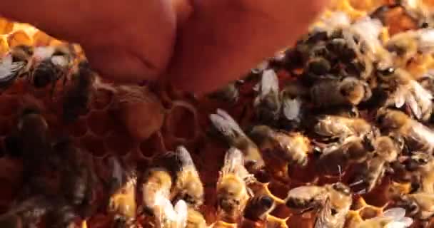 クイーンコントロール ハイブマネジメントにおける養蜂家デリジェンス — ストック動画