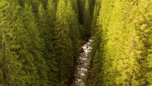 Mountain Elegance Drone View River Towering Spruce Grove — Stock Video