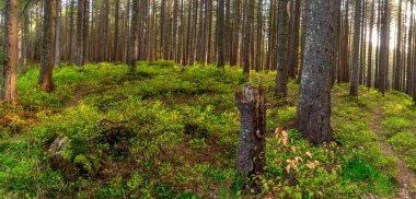 Günün Başlangıcı: Şafakta Büyülü Orman