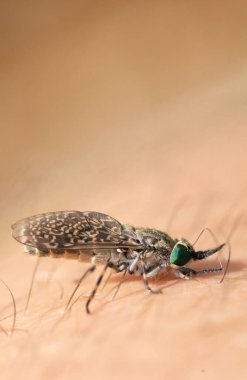 Mikroskobik Tehlike: Bir Böceğin Isırığına Yakınlaşmak