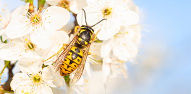 Doğanın Entrikaları: Beyaz Çiçekte Bir Arının Macro Fotoğrafı